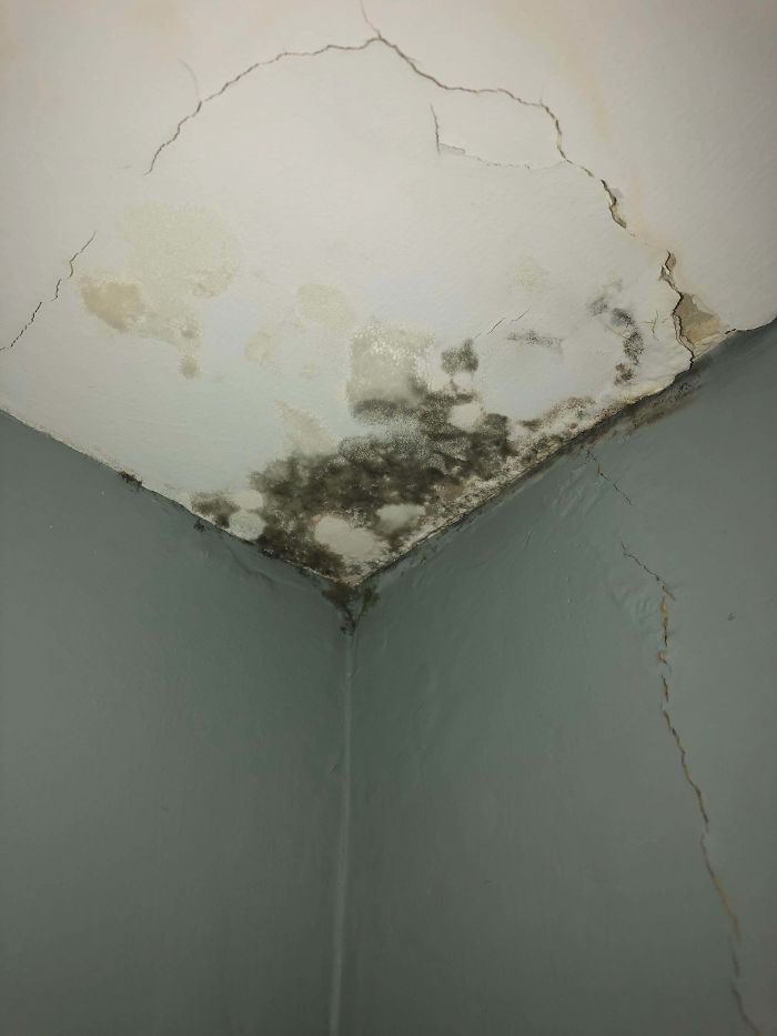 A Leak My Landlord Refuses To Fix. Is This Mold? Is It Dangerous?