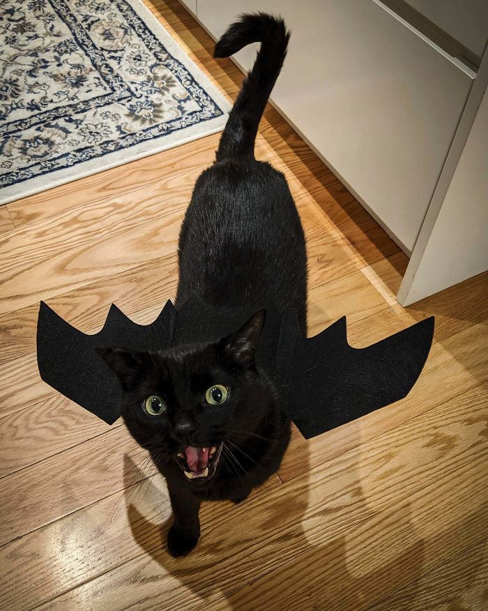 My Toothless Is Ready For Halloween