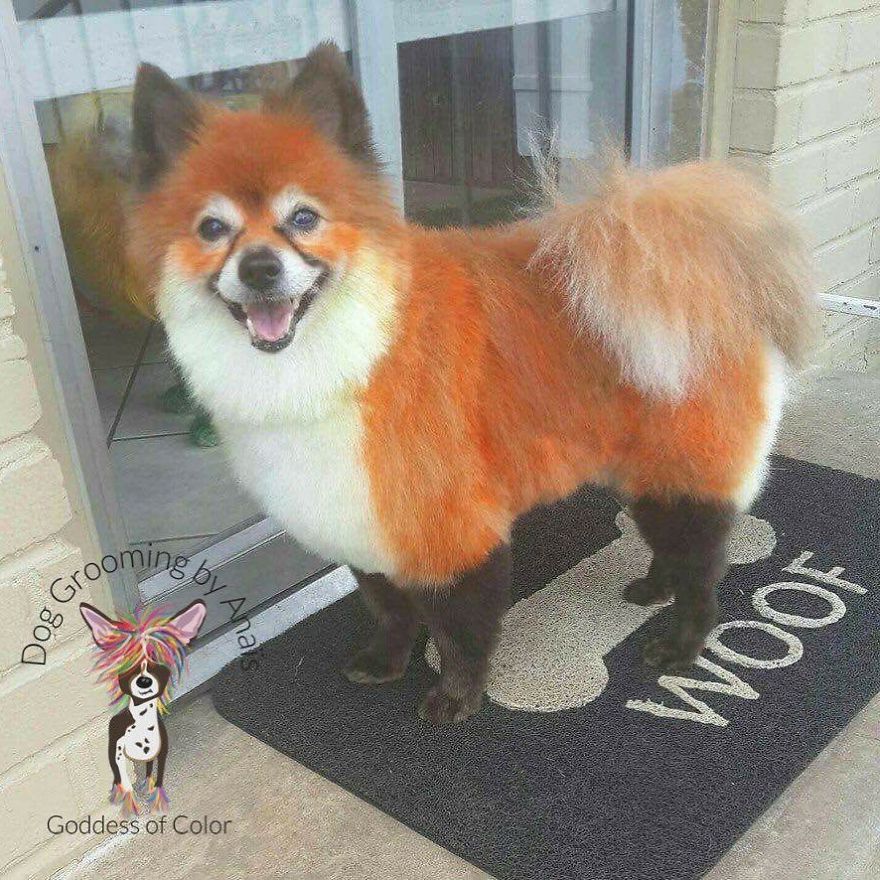 They Are Turning Dogs Into Lovely Mystical Creatures And The Result Is Amazing