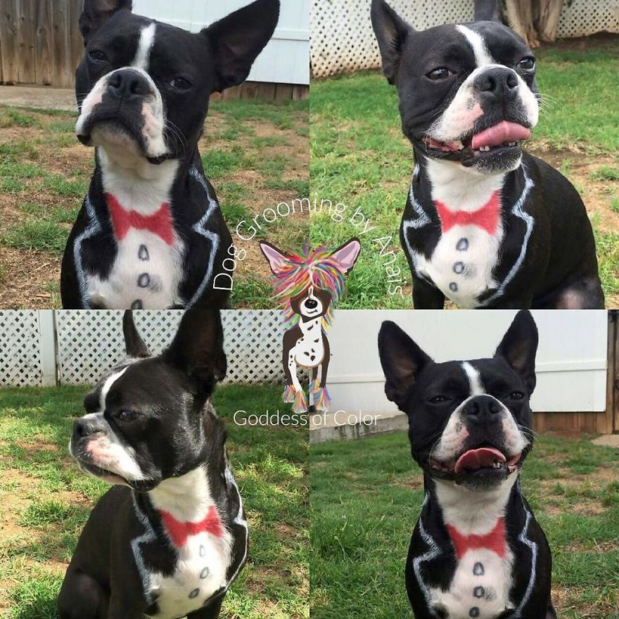 They Are Turning Dogs Into Lovely Mystical Creatures And The Result Is Amazing