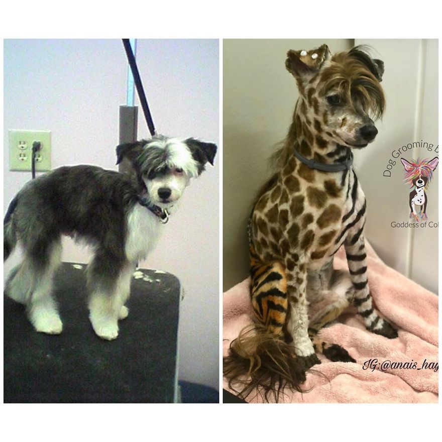 They Are Turning Dogs Into Lovely Mystical Creatures And The Result Is Amazing