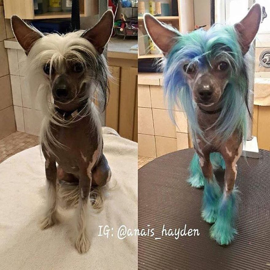 They Are Turning Dogs Into Lovely Mystical Creatures And The Result Is Amazing