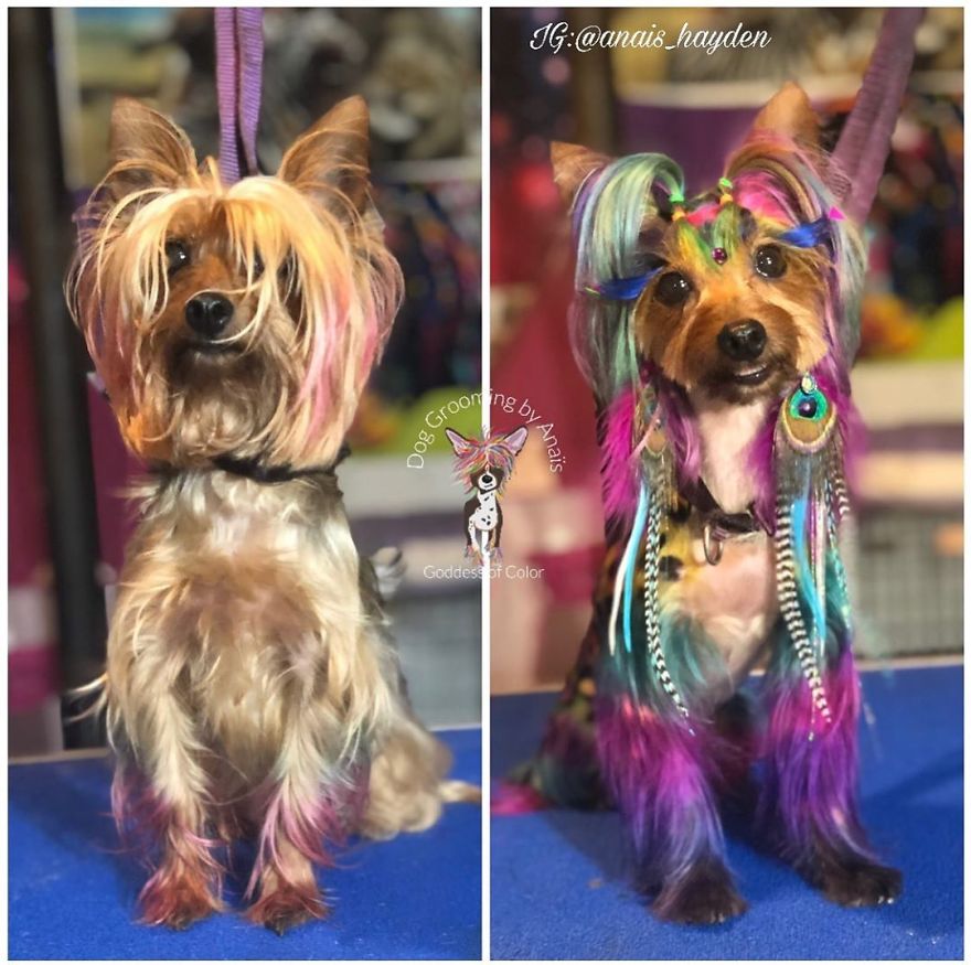 They Are Turning Dogs Into Lovely Mystical Creatures And The Result Is Amazing