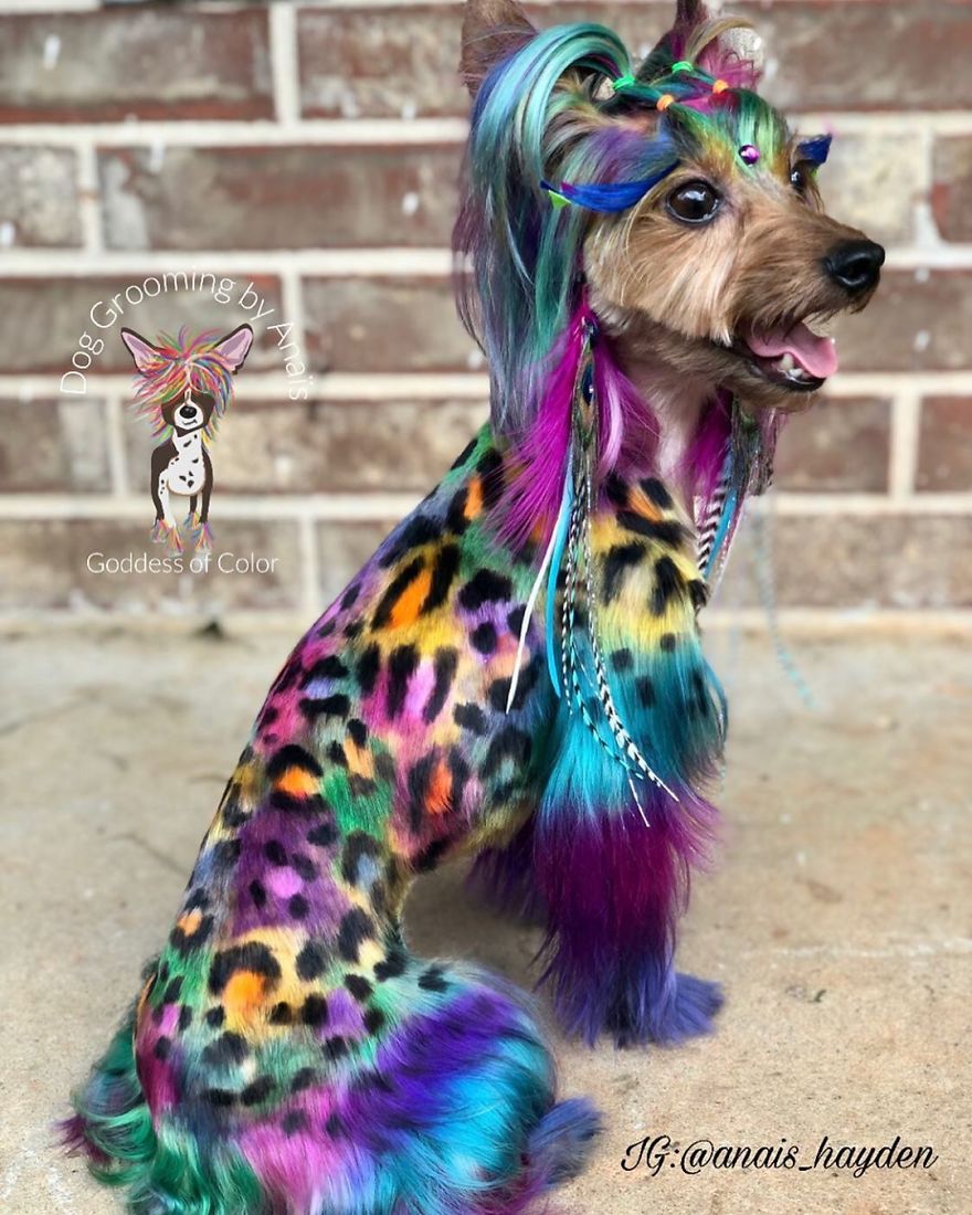 They Are Turning Dogs Into Lovely Mystical Creatures And The Result Is Amazing