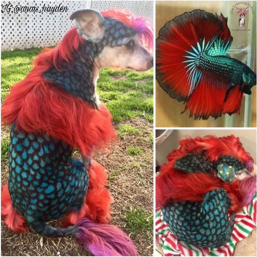 They Are Turning Dogs Into Lovely Mystical Creatures And The Result Is Amazing