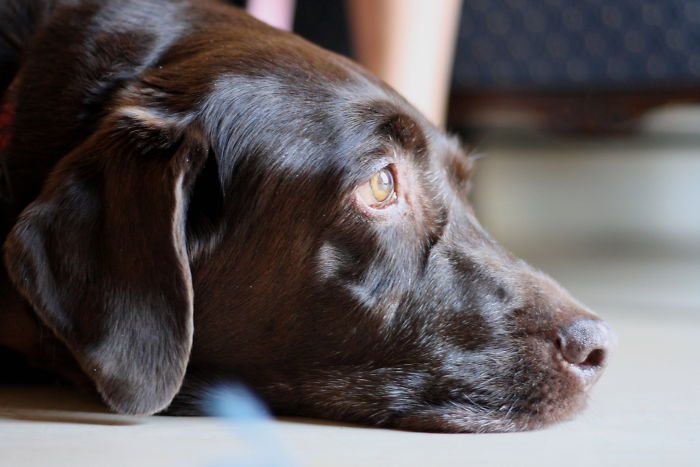 Dogs Can Tell When You're Due To Come Home By How Much Of Your Scent Is Remaining In The House