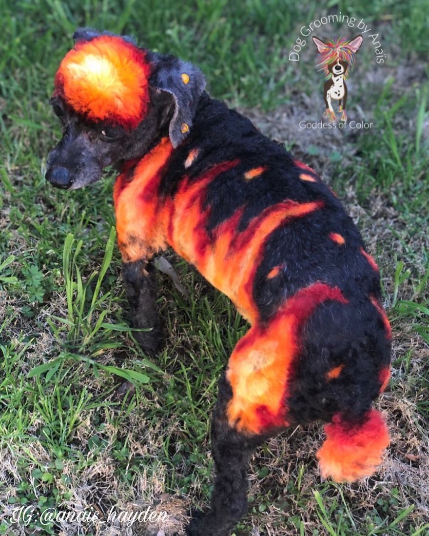 They Are Turning Dogs Into Lovely Mystical Creatures And The Result Is Amazing