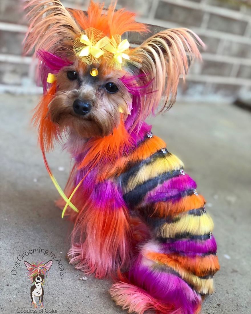 They Are Turning Dogs Into Lovely Mystical Creatures And The Result Is Amazing