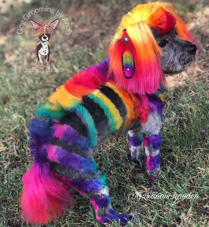 They Are Turning Dogs Into Lovely Mystical Creatures And The Result Is Amazing
