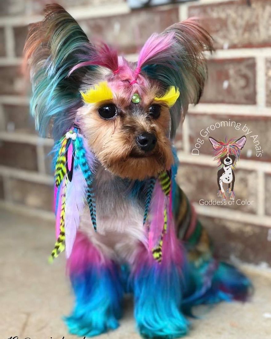 They Are Turning Dogs Into Lovely Mystical Creatures And The Result Is Amazing