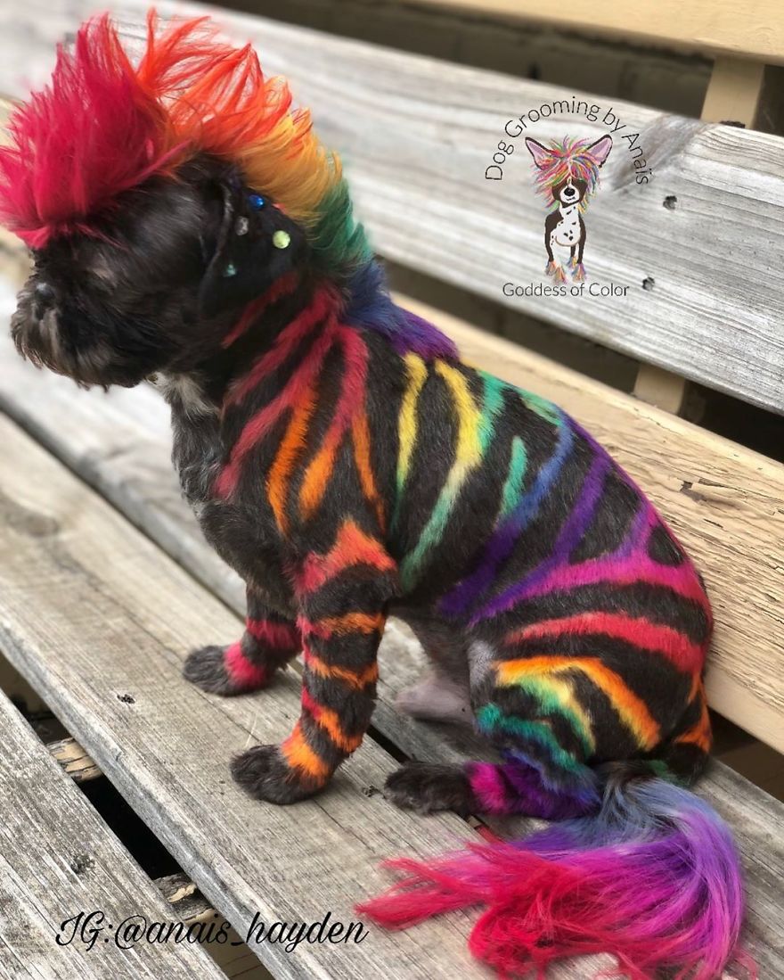 They Are Turning Dogs Into Lovely Mystical Creatures And The Result Is Amazing