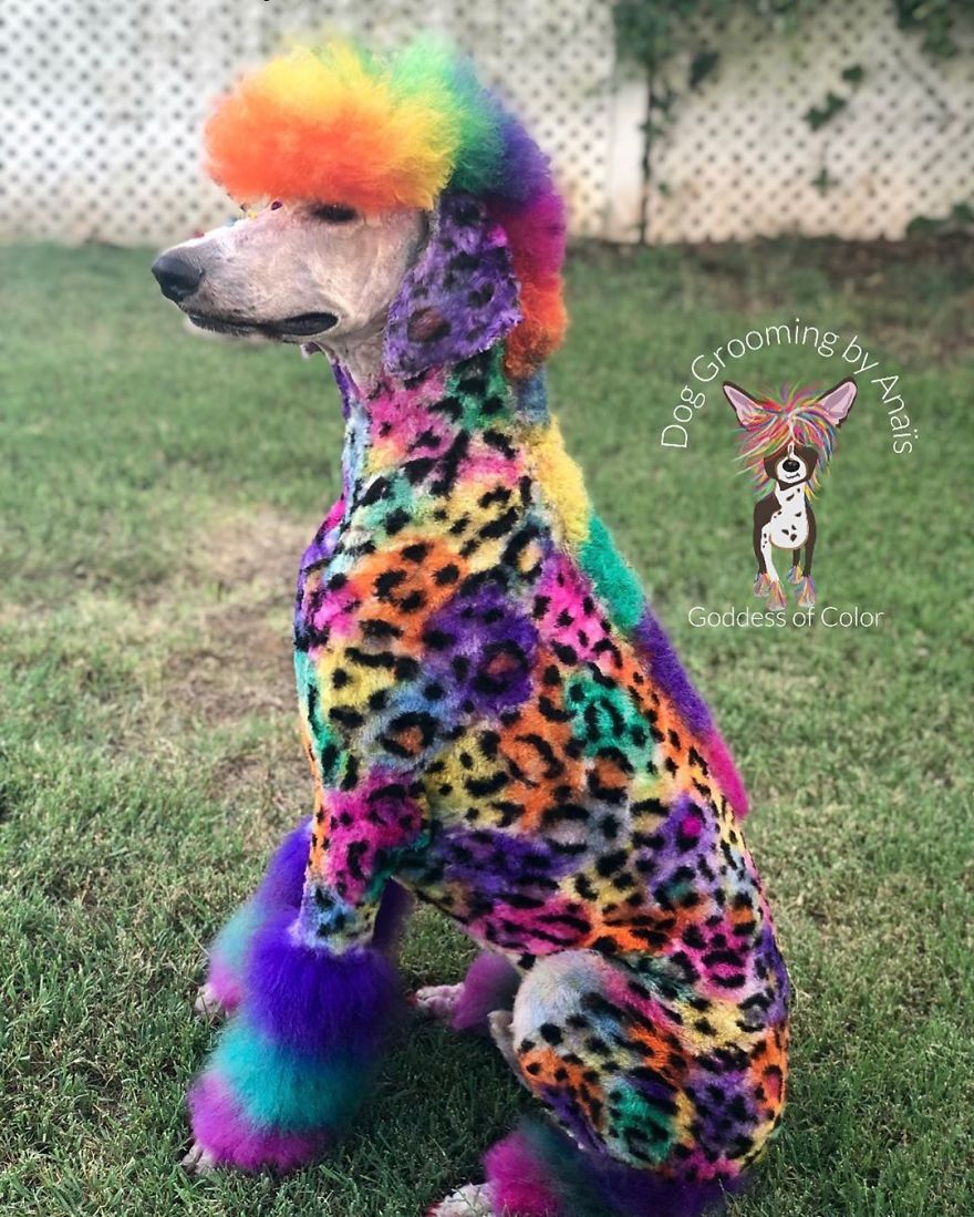 They Are Turning Dogs Into Lovely Mystical Creatures And The Result Is Amazing