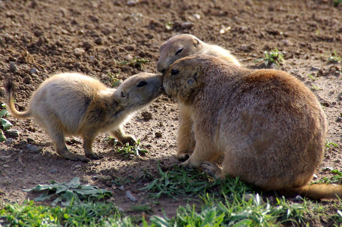 Prairie Dogs Say Hello By Kissing