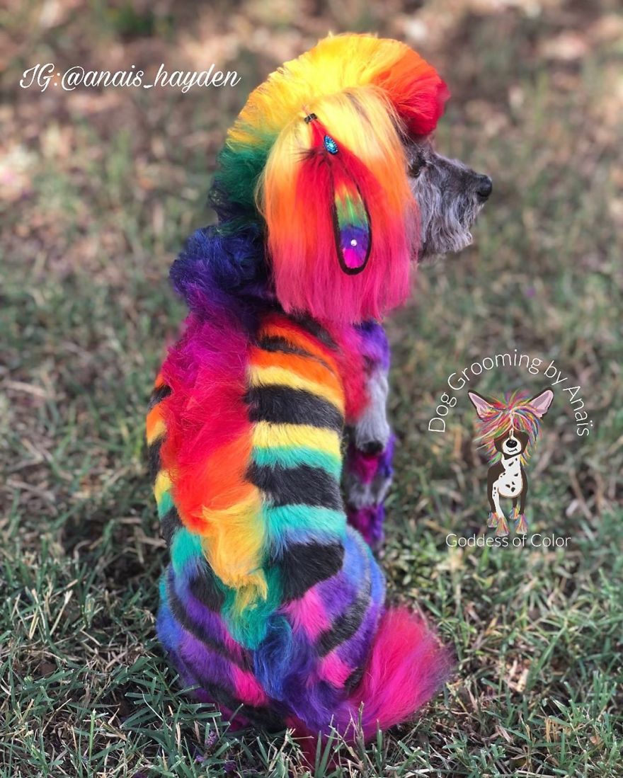 They Are Turning Dogs Into Lovely Mystical Creatures And The Result Is Amazing