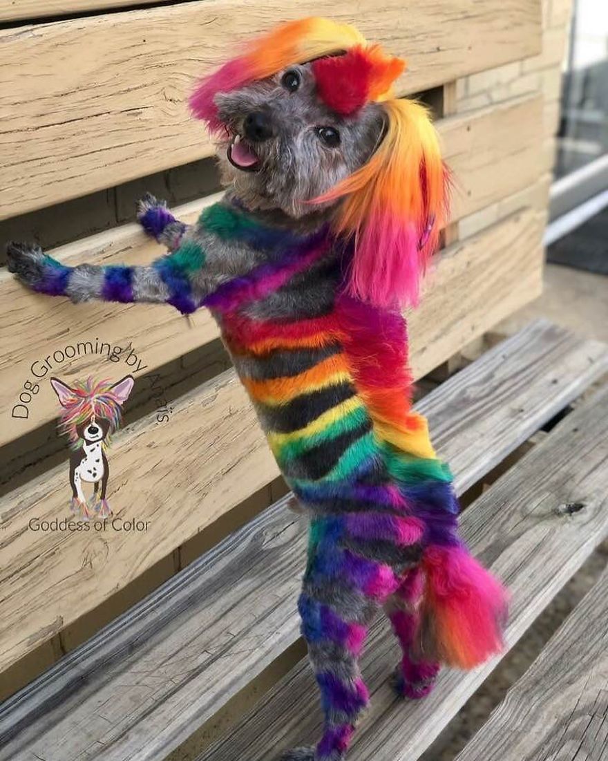 They Are Turning Dogs Into Lovely Mystical Creatures And The Result Is Amazing