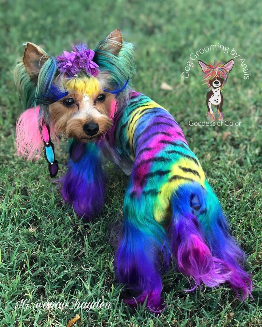They Are Turning Dogs Into Lovely Mystical Creatures And The Result Is Amazing