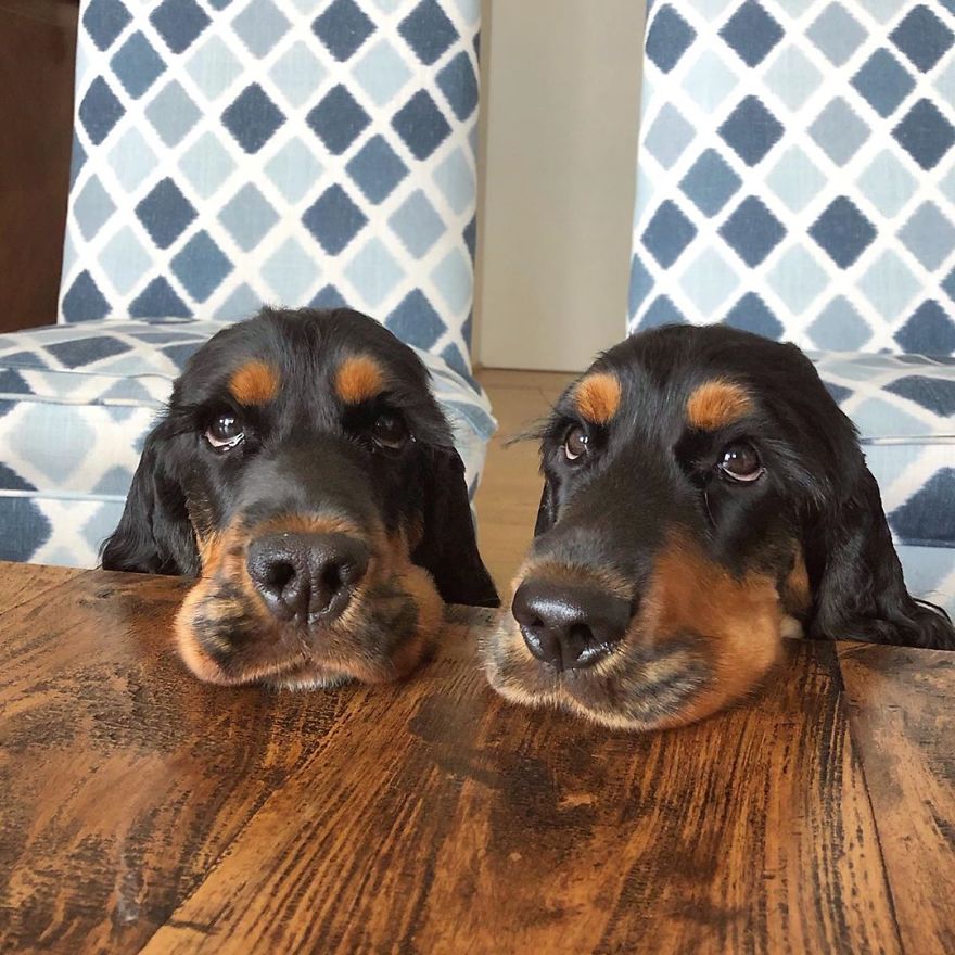 Twin Dogs Conquer All With Their Huge Lashes, After All They Look Like Mascara Advertising Models