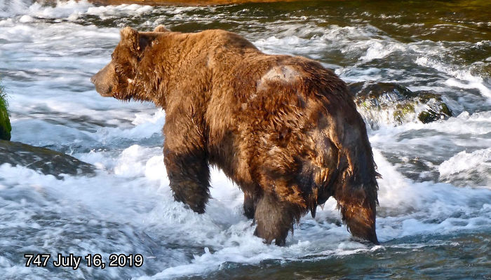 This National Park In America Has A Fattest Bear Competition And Here Are Its Top 8 Chonky Fluffs 13