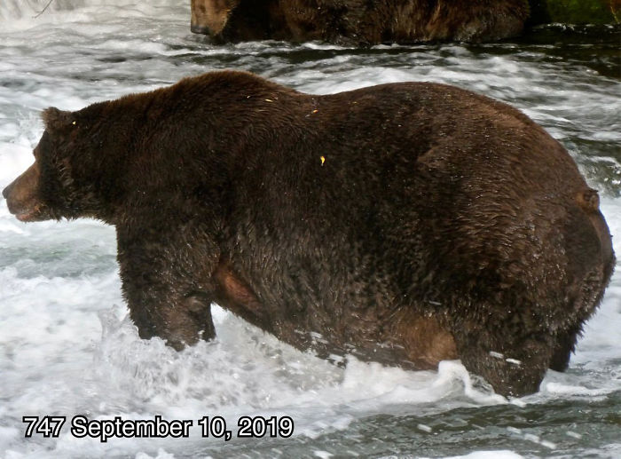 This National Park In America Has A Fattest Bear Competition And Here Are Its Top 8 Chonky Fluffs 14