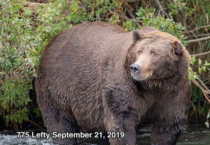 This National Park In America Has A Fattest Bear Competition And Here Are Its Top 8 Chonky Fluffs 18