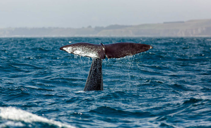 Caribbean Sperm Whales Have Their Own Regional Accent