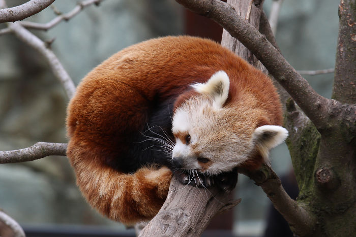 Red Pandas Use Their Fluffy Tails As Blankets To Keep Warm When They Sleep
