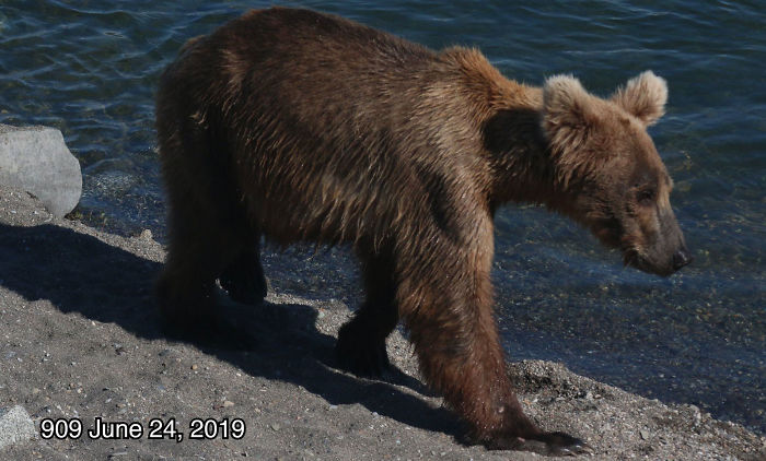 This National Park In America Has A Fattest Bear Competition And Here Are Its Top 8 Chonky Fluffs 109