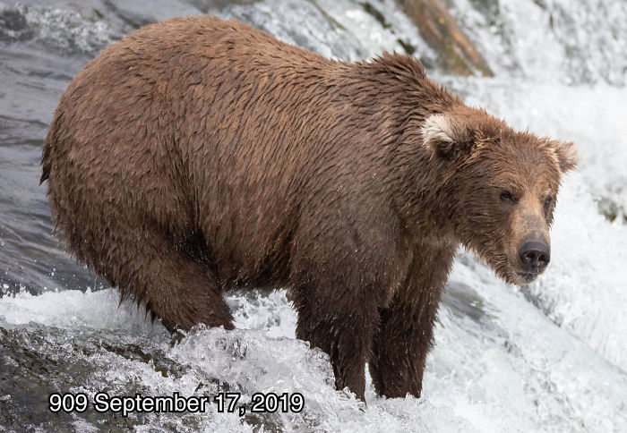 This National Park In America Has A Fattest Bear Competition And Here Are Its Top 8 Chonky Fluffs 110