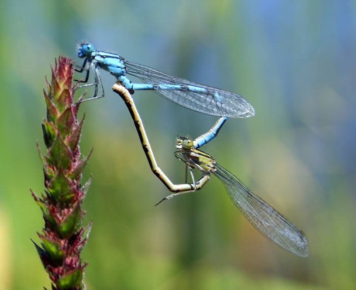 Dragonflies And Damselflies Form A Heart With Their Tails When They Mate