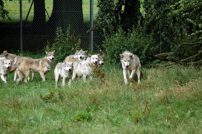 Wolves Have Babysitters. Members Of The Pack Watch Over The Young When The Parents Go Hunting