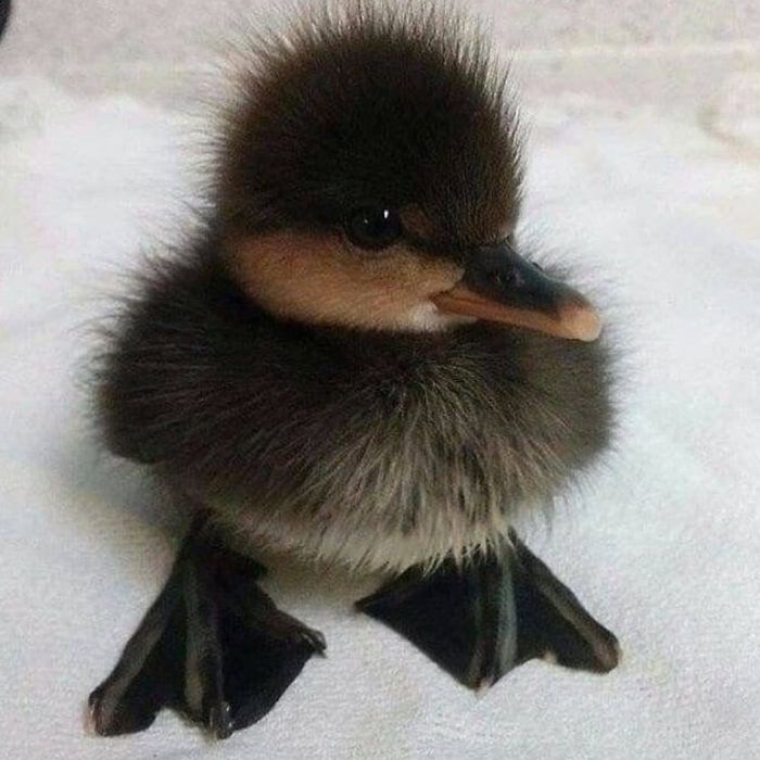 Small dark grumpy duck 