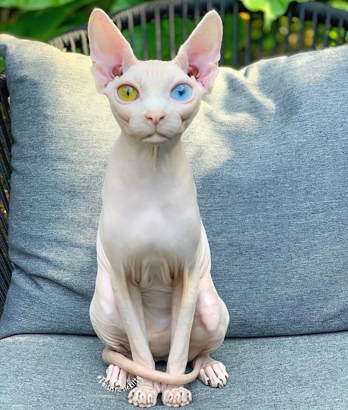 My Daughter Researched That A Sphynx Is The Best Cat For Our Family And Although I Was Hesitant At First, She Was Right