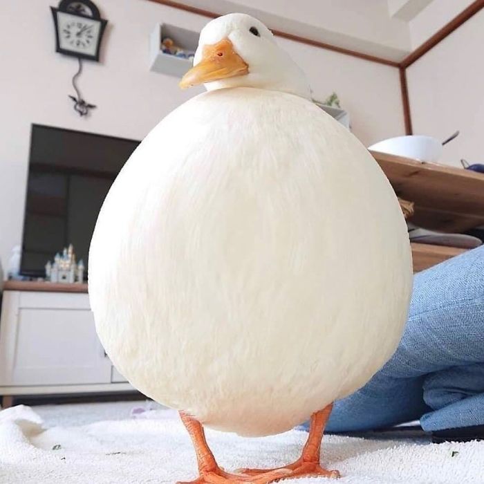 Massive duck in home 