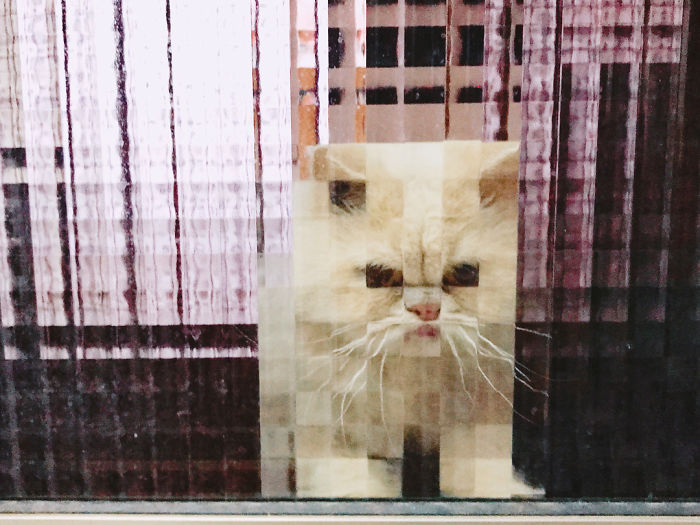 11 Times People Spotted Pixel Cats In Real Life And Just Had To Share