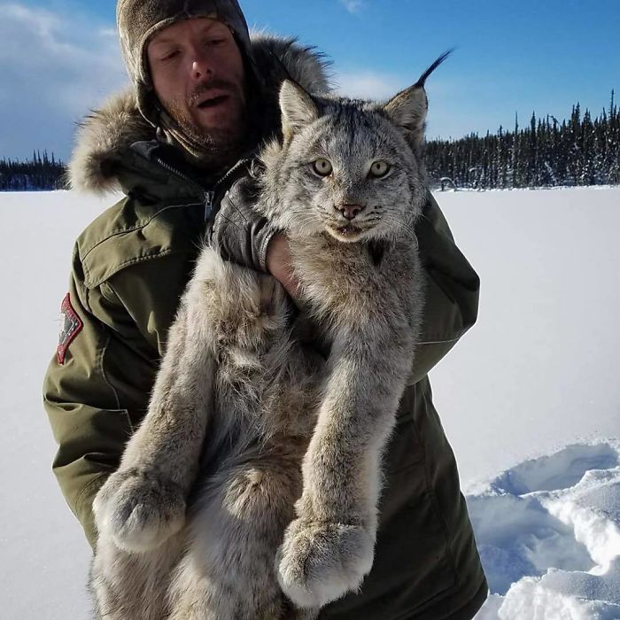 Meet The Canada Lynx Cat With Paws As Big As A Human Hand