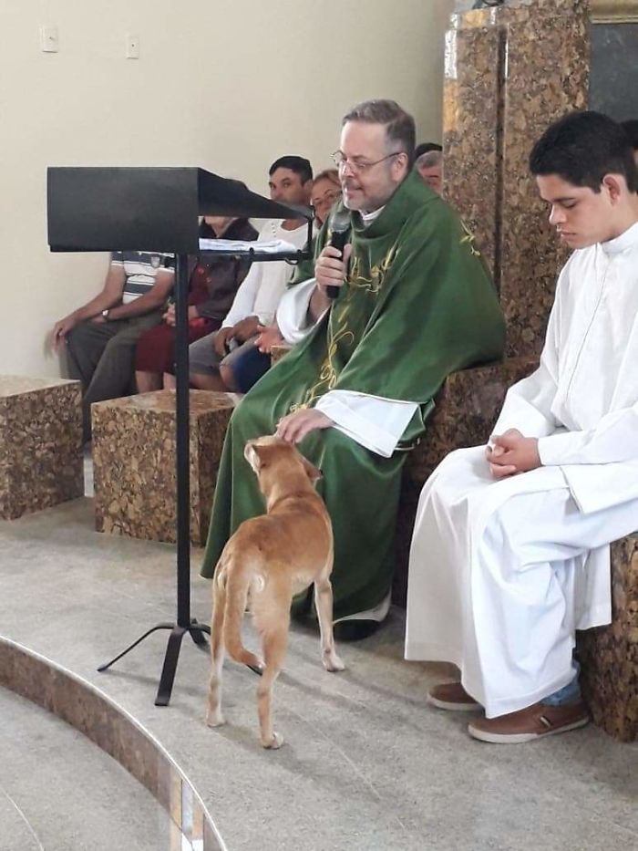 Brazilian priest welcomes stray dogs inside church to be adopted 5dafb8fc5be49 jpeg  700 - O que fez o cachorro ao ver a porta da igreja aberta?