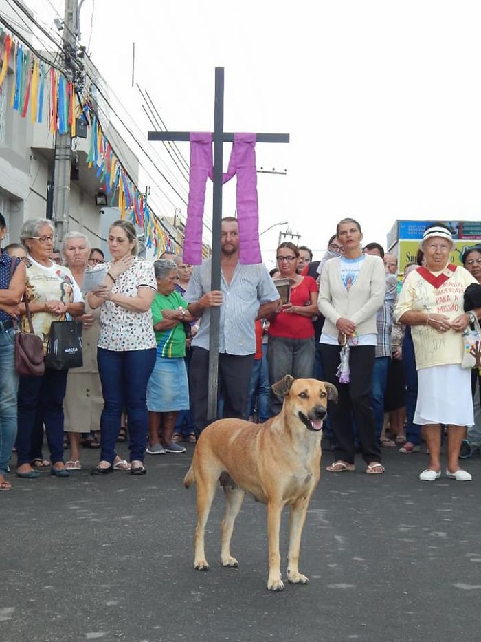 Brazilian priest welcomes stray dogs inside church to be adopted 5daff828e7f6c  700 - O que fez o cachorro ao ver a porta da igreja aberta?