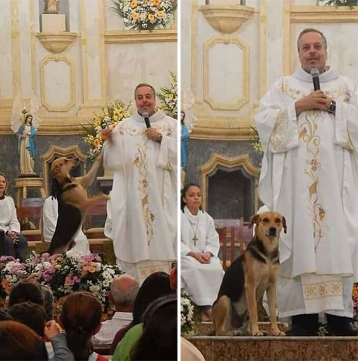 Brazilian priest welcomes stray dogs inside church to be adopted 5daffa16d07f5  700 - O que fez o cachorro ao ver a porta da igreja aberta?