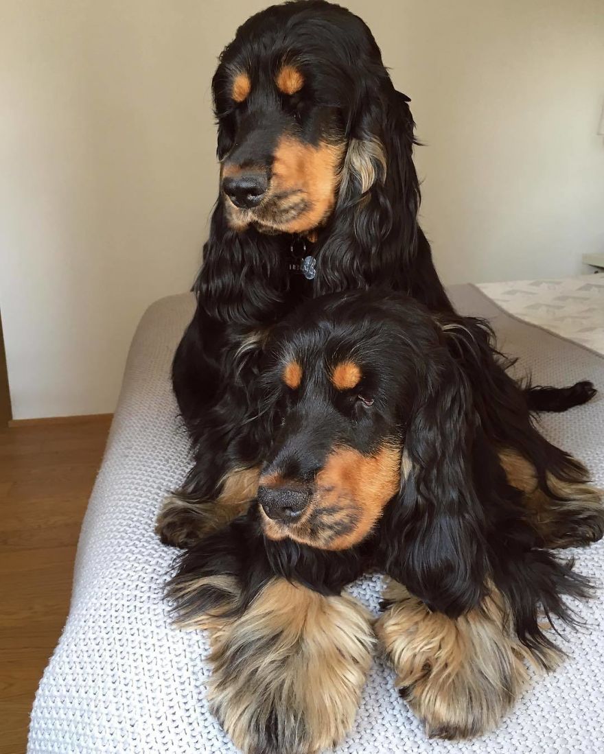 Twin Dogs Conquer All With Their Huge Lashes, After All They Look Like Mascara Advertising Models
