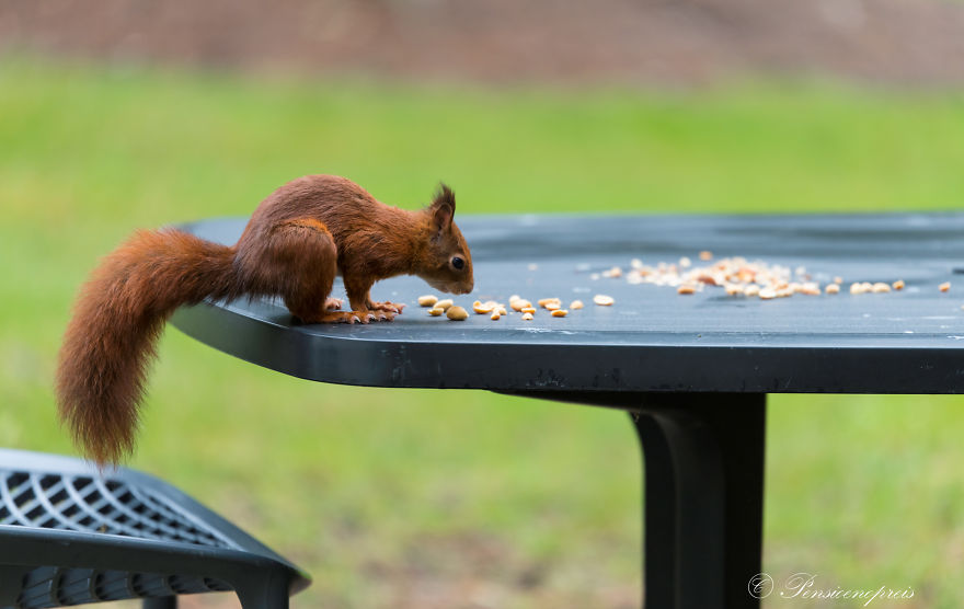 Red Squirrels In Holland