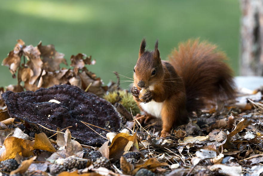 Red Squirrels In Holland