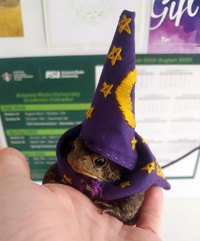 My Little Toad, Toadbert, In His Wizard Halloween Costume