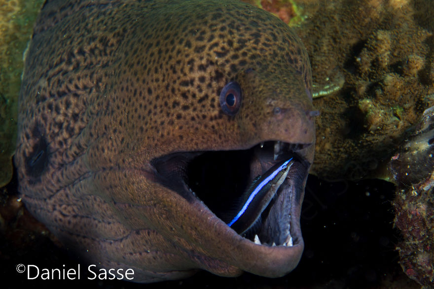 I Spent Many Hours Scuba Diving To Photograph Moray Eels On Cleaning Stations.