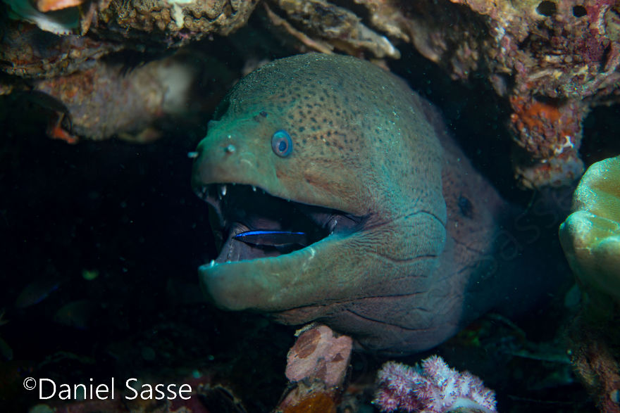 I Spent Many Hours Scuba Diving To Photograph Moray Eels On Cleaning Stations.