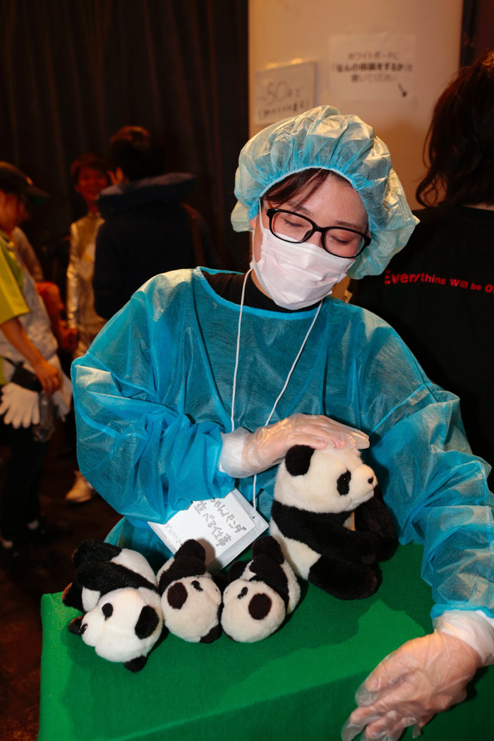 Zoo Worker Lining Up Baby Pandas