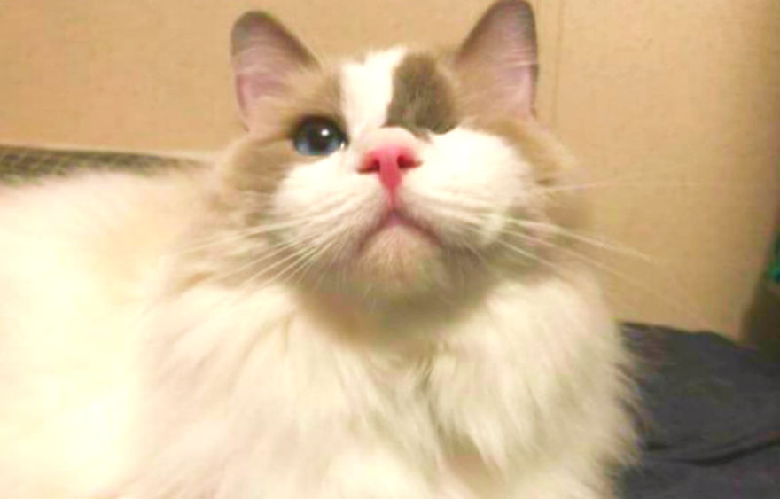 Family Surrenders Cat And Asks Shelter To Put Him Down Because He Is Too Playful