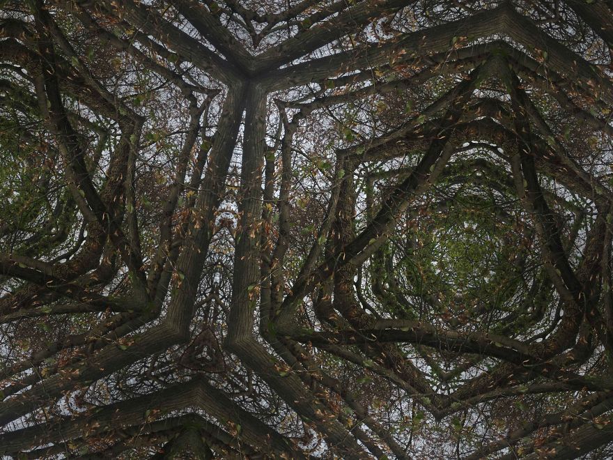 Unique - Mosaic Forest Photographs