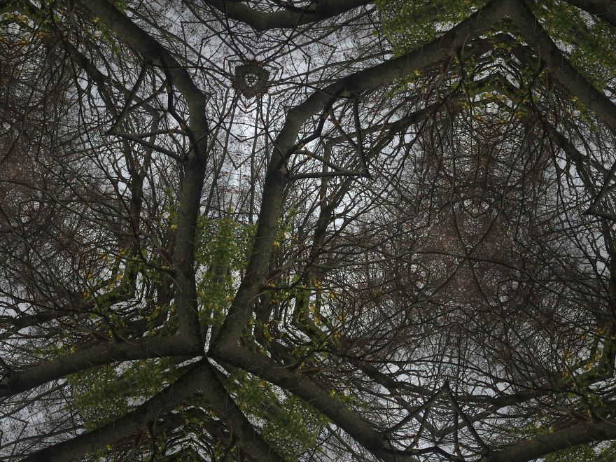 Unique - Mosaic Forest Photographs