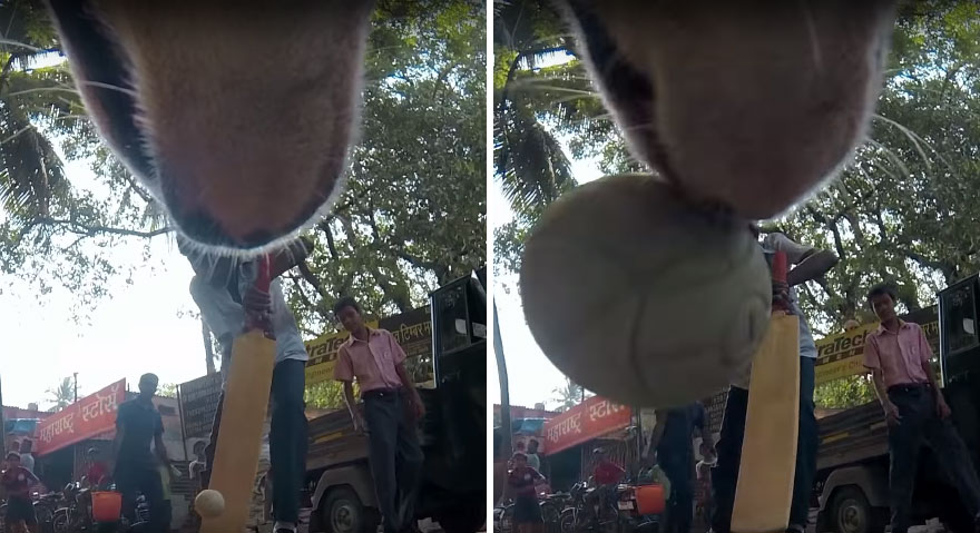 Stray Dog 'Films' His Cruel Life In India With A Go Pro