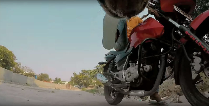 Stray Dog 'Films' His Cruel Life In India With A Go Pro